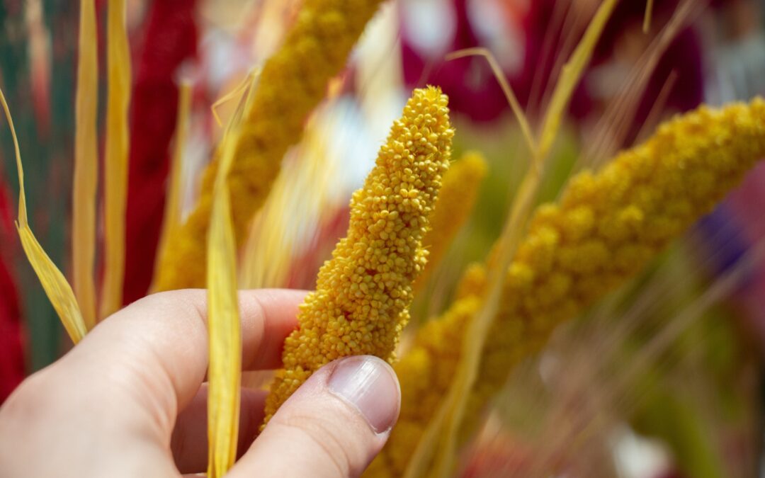 Why Millet Is the Superfood for a Healthier Lifestyle