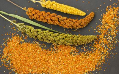 10 Amazing Health Benefits of Adding Millet to Your Diet